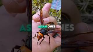 #aliza He Discovered a Massive Asian Hornet🐝♥️ Nest in America ❤️