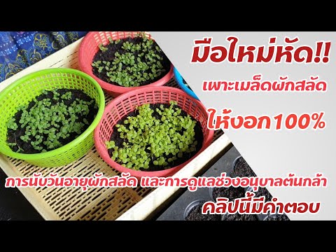 วีดีโอ: เริ่มเพาะเมล็ดในร่ม: ที่ที่ดีที่สุดในการงอกเมล็ด