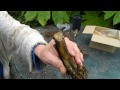 Middle of video