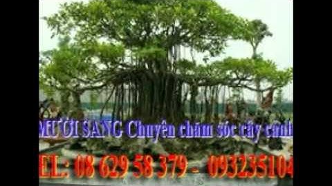 [[[0932351048.]] nhận cắt, tỉa, chăm sóc cây cảnh quận gò vấp.tphcm