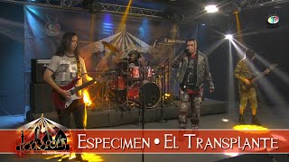 ESPECIMEN - El Transplante, Rockópolis