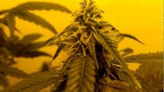 Flowering week 5 of Lucky Haze.
