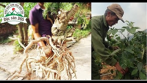 CÁCH NHẬN BIẾT CỦ ĐINH LĂNG LÁ NHỎ CHUẨN DƯỢC LIỆU  VÀ CỦ ĐINH LĂNG LAI LÁ TO.