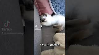 How It Started vs How It&#39;s Going (Ragdoll Kitten to Cat) #shorts