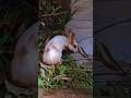 #rabbit #rabbit #rabbits #rabbits #cute #mycuterabbit #buy #animals #pets @Rabbitupdatetop1