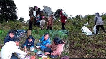 trải nghiệm cuộc sống vùng cao ngày thu hoạch sắn mì @Hồvankhon-pacô 