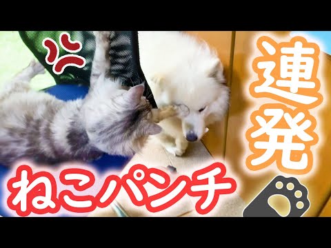 暴れすぎてメインクーンに怒られるサモエド