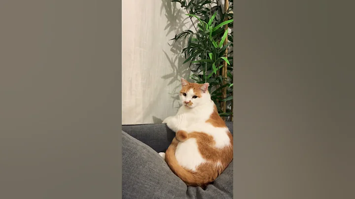 Video 10906081: pet catlover cutecat kitty, kitten kitty cutecat catlover, cats cutecats kitty catlover, catlover funny kitty cutecat, catlover kitty pet cute, pets kitten fun cute