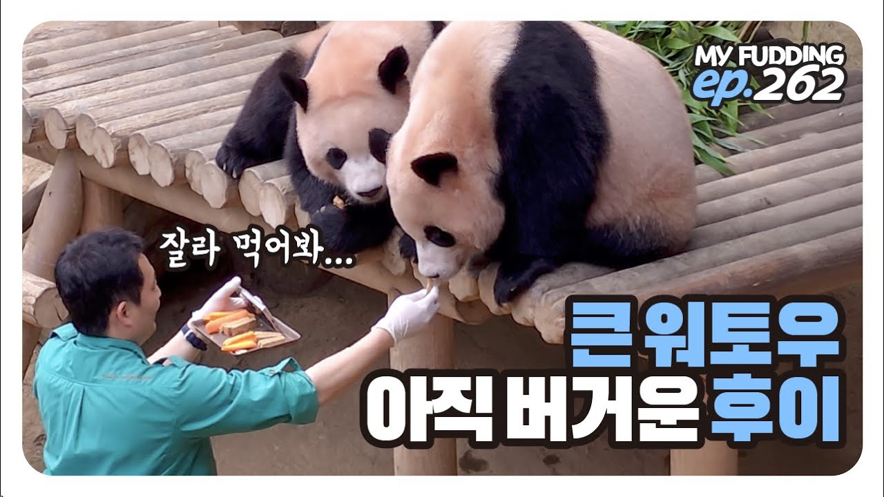 후이는 큰 워토우 못 먹어, 작은 조각이 좋아😢 워당 잘먹는 후이가 신기한 루이