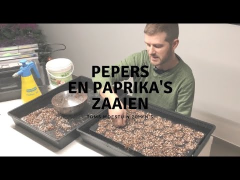 Video: Weken, Kiemen, Zaaien Van Aubergine, Paprika En Tomatenzaad