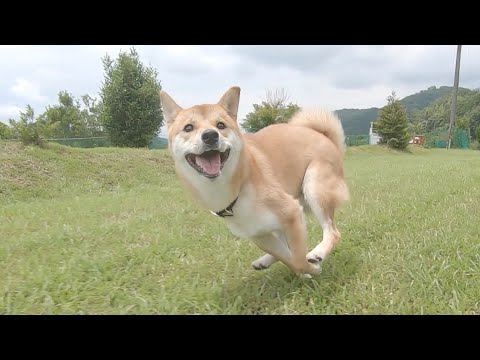 柴犬と追いかけっこ 惚れ惚れする走りっぷり Youtube