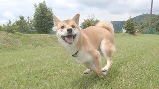 柴犬と追いかけっこ 惚れ惚れする走りっぷり Youtube