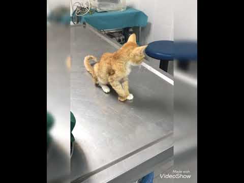 Video: Kedilerde Kemik İltihabı