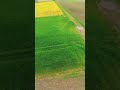 Pole rzepaku i dron FPV