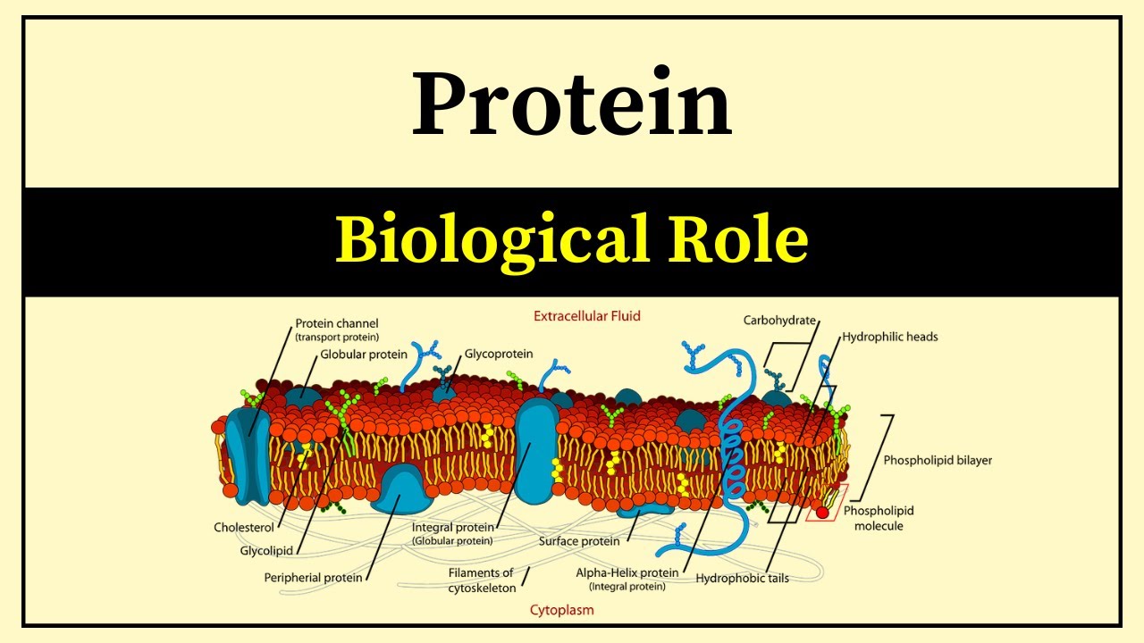 Biological Importance Of Proteins Function Of Protein Proteins