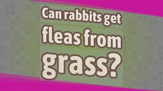 Can rabbits get fleas from grass?