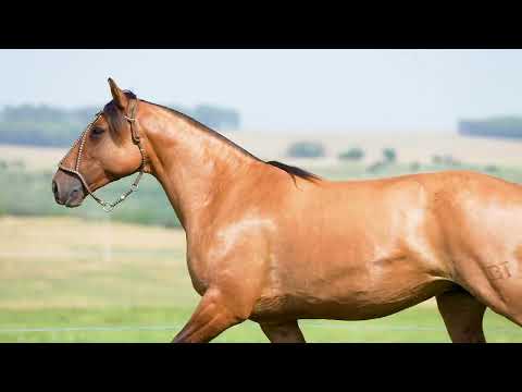 Lote 21 - Basca Cordoba TE