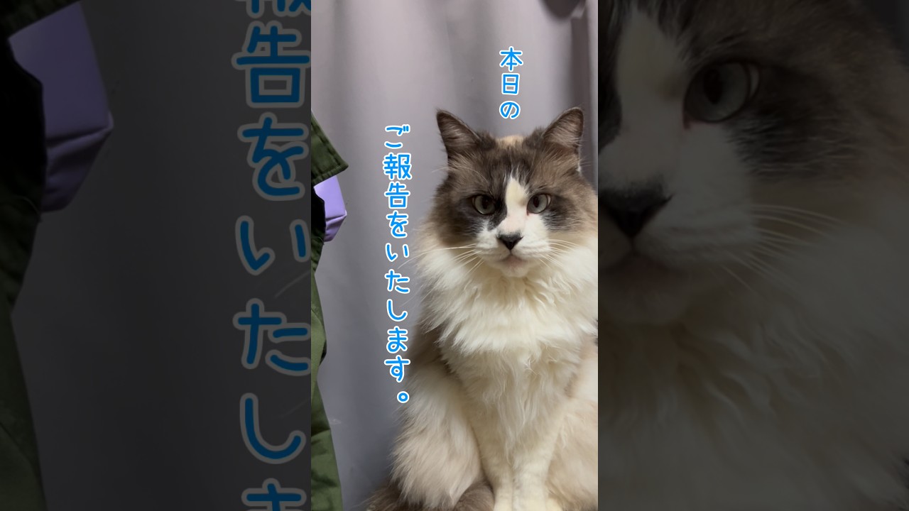 めっちゃ暇😪#catlife #ラグドールもどき #ねこのいるくらし
