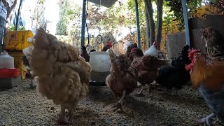 Backyard Chickens Continuous Relaxing Video Sounds Noises Hens Clucking Roosters Crowing!