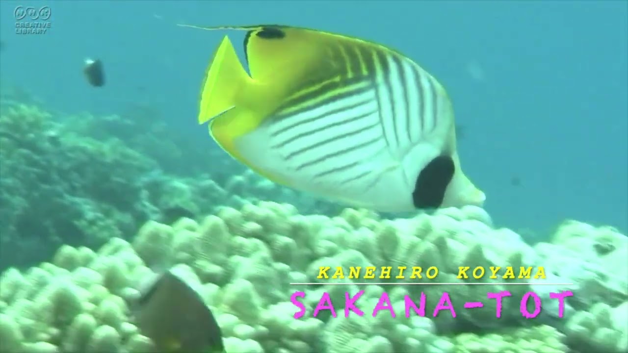 SAKANA TOT   　サカナ＝トット　by Kanehiro Koyama