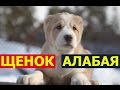 Щенок алабая - правильное кормление, дрессировка и воспитание