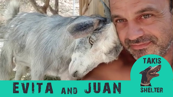Baby goat found lost in the mountain - Evita & Juan's Story - Takis Shelter