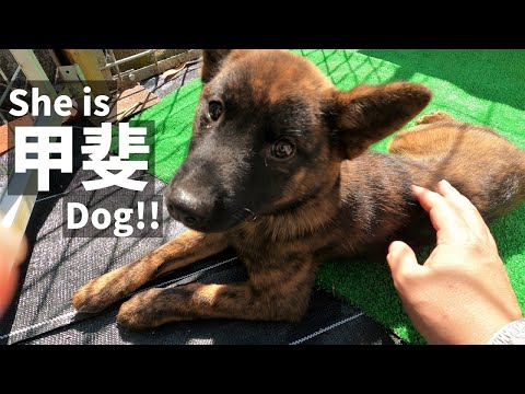 甲斐犬の子犬が我が家にやって来た　Japanese kai dog