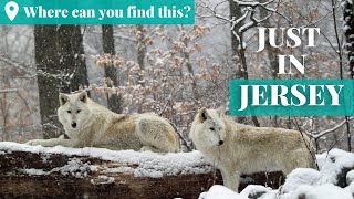 Howl with the wolves on an unforgettable adventure at this New Jersey preserve | Jersey's Best