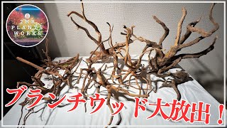 ぽん、ブランチウッド、ミクロソリウムおまとめ 春の新製品】アレンジが楽しい1束タイプ☆KOTOBUKIの「ポンっと
