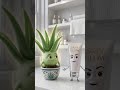🌿 “Aloe Vera’s Secret Power 😳”  #tutorial #explore #trendingshorts