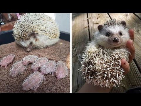 Paano ang Tamang Pag aalaga at Paghawak sa Ating alagang Hedgehog 🦔🦔🦔