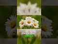 What Your Doctor Won't Tell You About Chamomile and Melatonin #doctorsdonttell #sleep