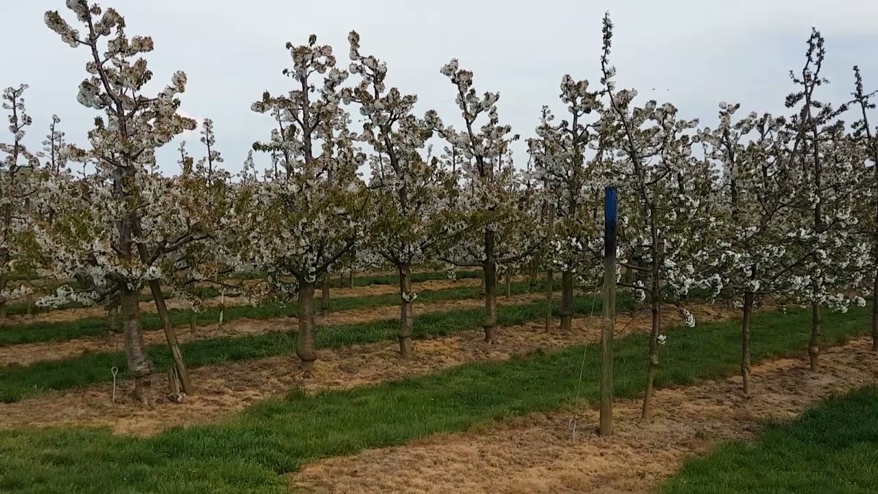 Kiraz Yetiştiriciliği