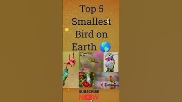 Top 5 Smallest Bird 🐦 on Earth 🌎 | Nature’s Tiny Wonders! #birds #shorts