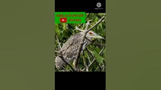 suara burung goak full durasi panjang