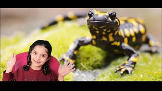 Amazing Facts about salamanders | حقائق مدهشة عن السمندل