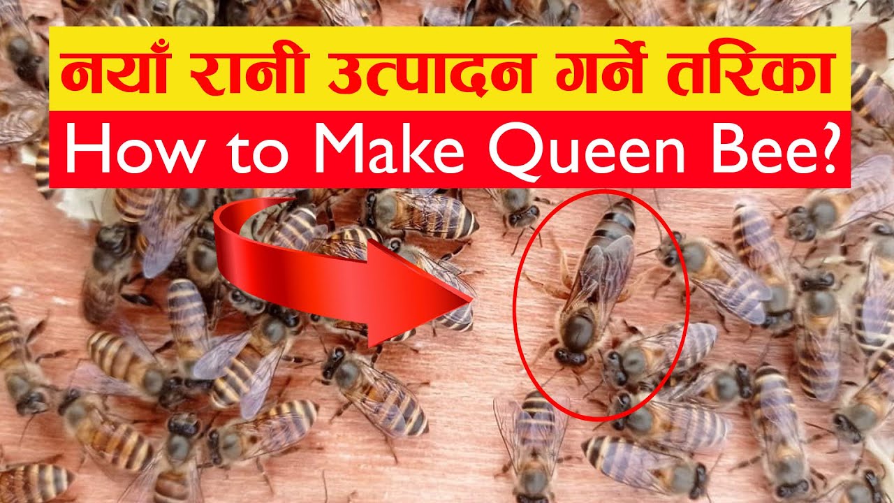 How to Make Queen Bee YouTube