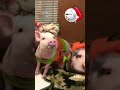 Duet with me