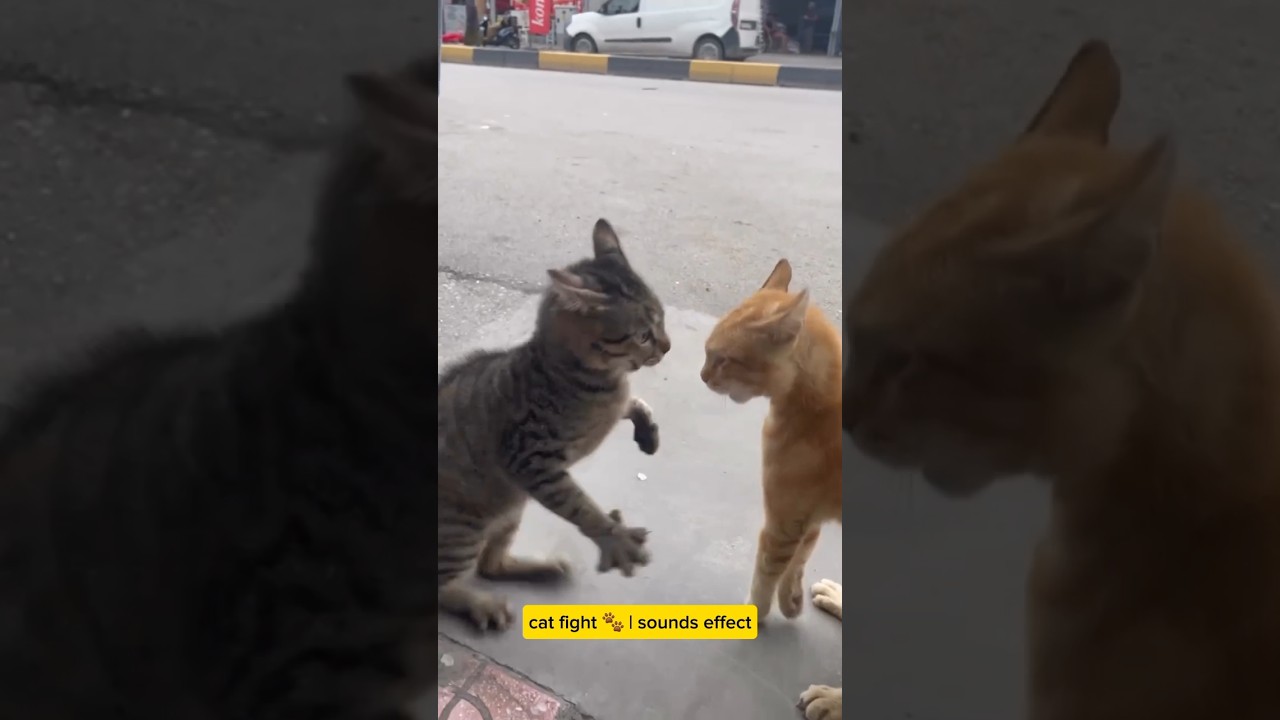 Angry Cats Face Off 🐾😼 | Cat Fight Sound Effect 