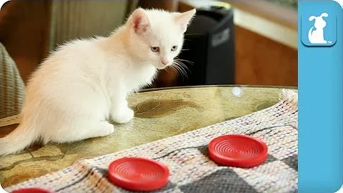 Watch the video about Kittens Love Playing Checkers - Kitten Love
