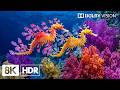 Hypnotizing Deep Ocean Creatures in 8K HDR | Dolby Vision™