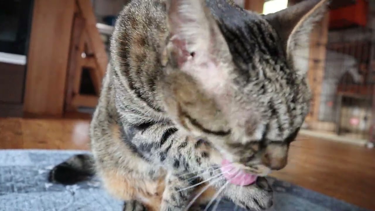 体をキレイにするチコリちゃん