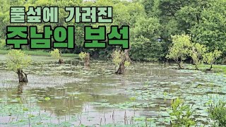 [창원] 주남저수지의 초여름 25.5.31 #죽동메타세쿼이아길 반영이 멋지다