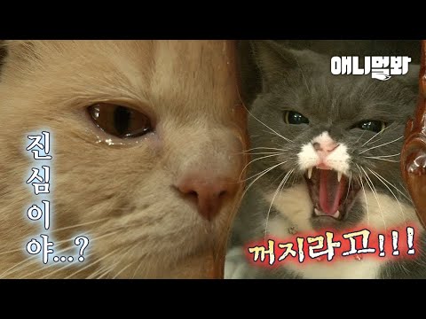 카사노바 고양이 앞에 나타난 철벽냥이ㅋㅋㅣCat Gets Rejected <strong>By</strong> His <strong>Crush</strong> And Cries