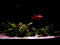Ruby Red Peacock African Cichlid Species Spotlight
