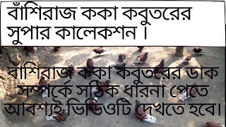 koka kobutor,ককা কবুতর,আসল বাঁশিরাজ ককা কবুতরের ডাক,The call of the real Bashiraj Kaka Kabutar,koka