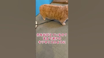 迷子のキツネリス ナッパ芸人ぴっかり高木 #shorts #cat #cats #猫 #ねこ #ネコ #ナッパ #ぴっかり高木