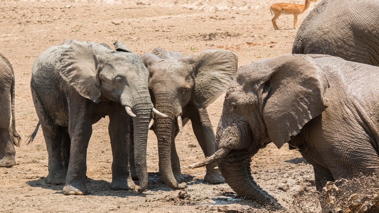 African Bush Elephants at Watering Hole (No Narration, No Music) - High Definition