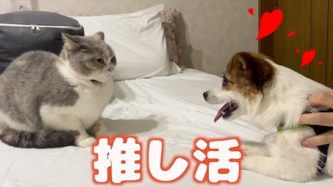大好きな推し（猫）に何度キレられても決して諦めない鋼メンタルな愛犬/ジャックラッセルテリア