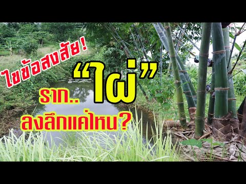 วีดีโอ: รากหนามลึกแค่ไหน?